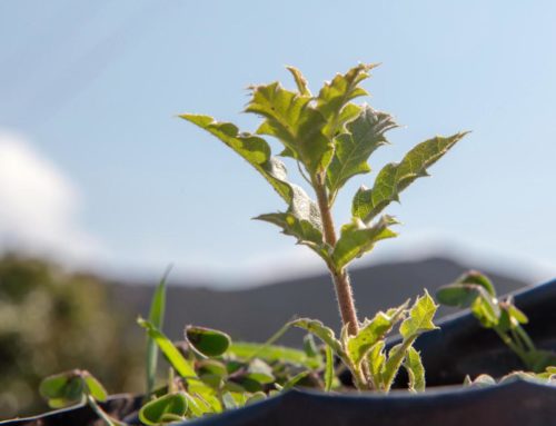 tree nursery update