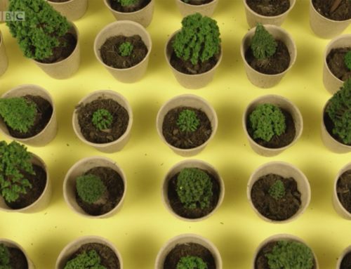 What if everyone in the world planted a tree?